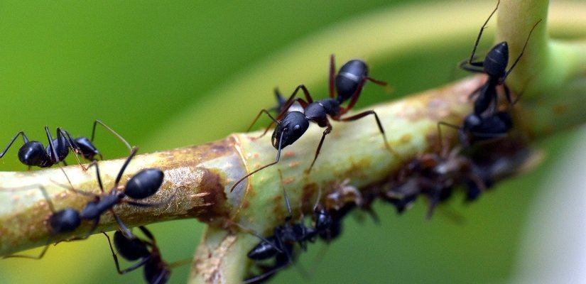 Black Ant King image 1