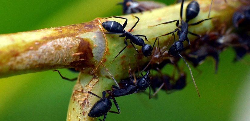 Black Ant King image 2